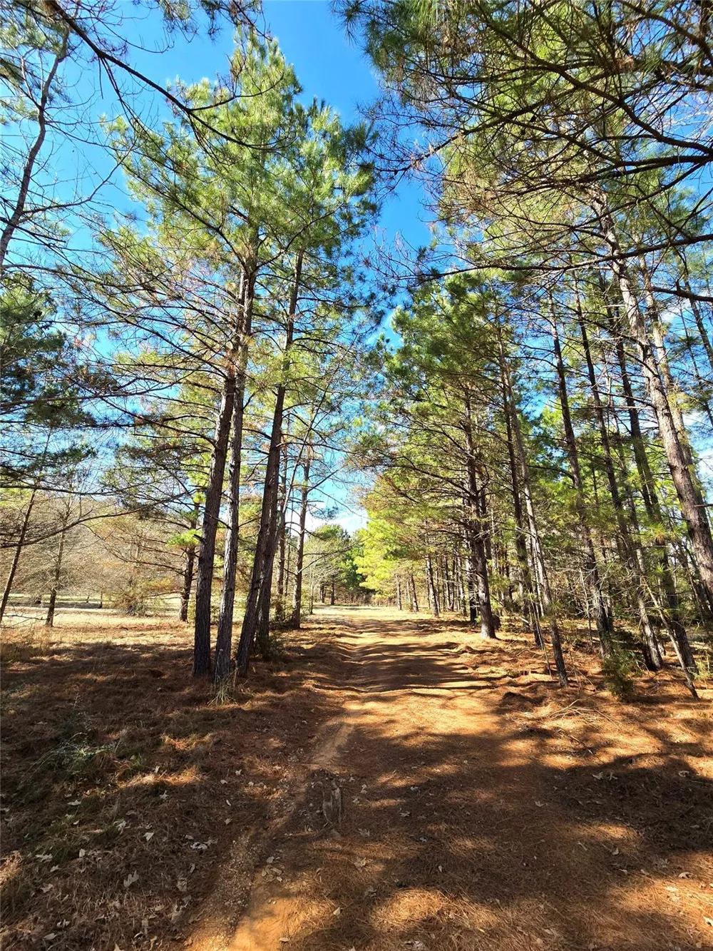 3901 County Road 1585 Grapeland, TX 75844