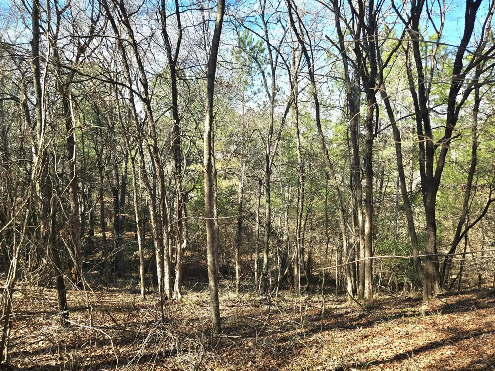 3901 County Road 1585 Grapeland, TX 75844