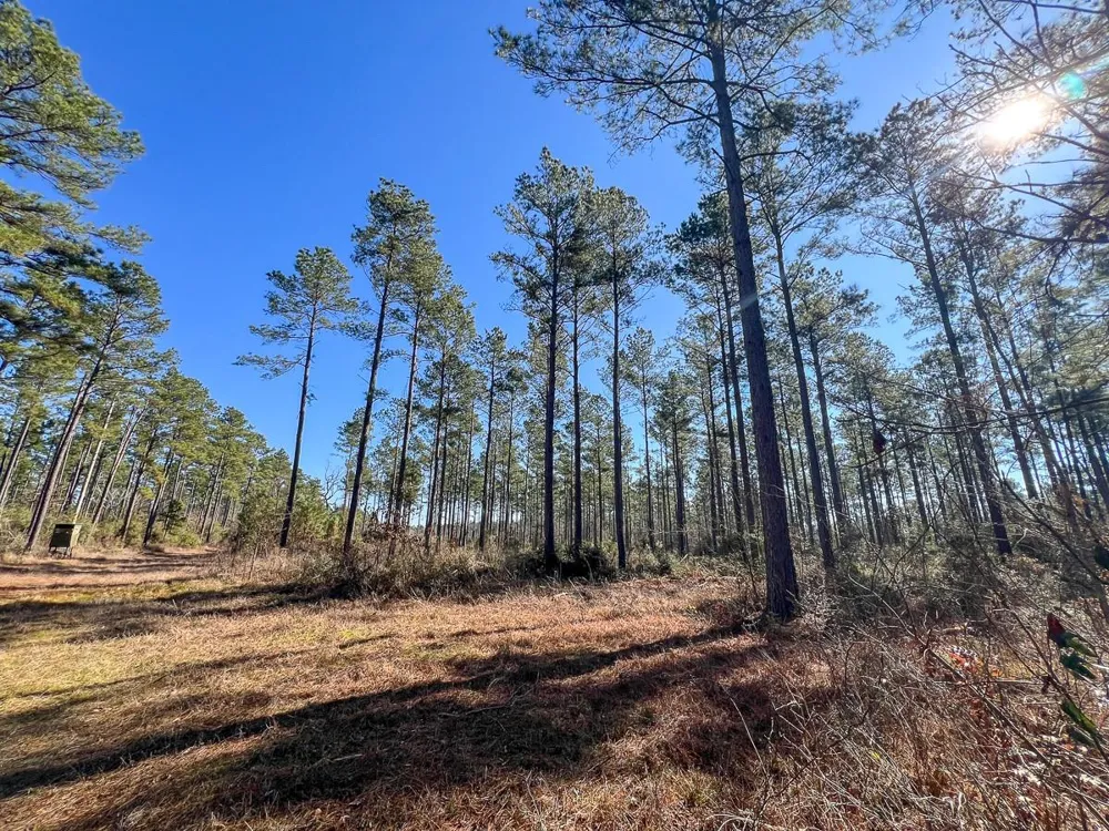 4 Highway 287 Pennington, TX 75845