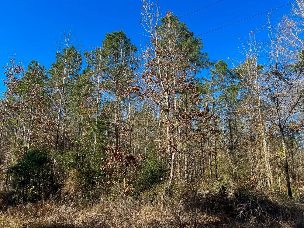 4 Highway 287 Pennington, TX 75845