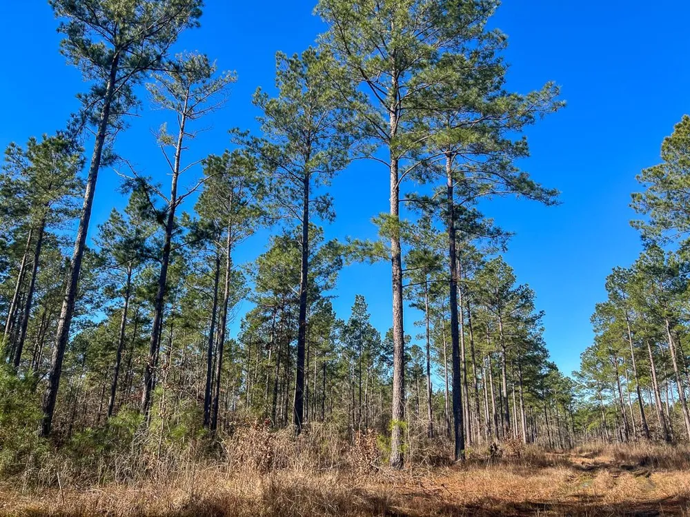 5 Louisville Road Pennington, TX 75845