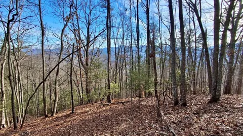 Briarwood road