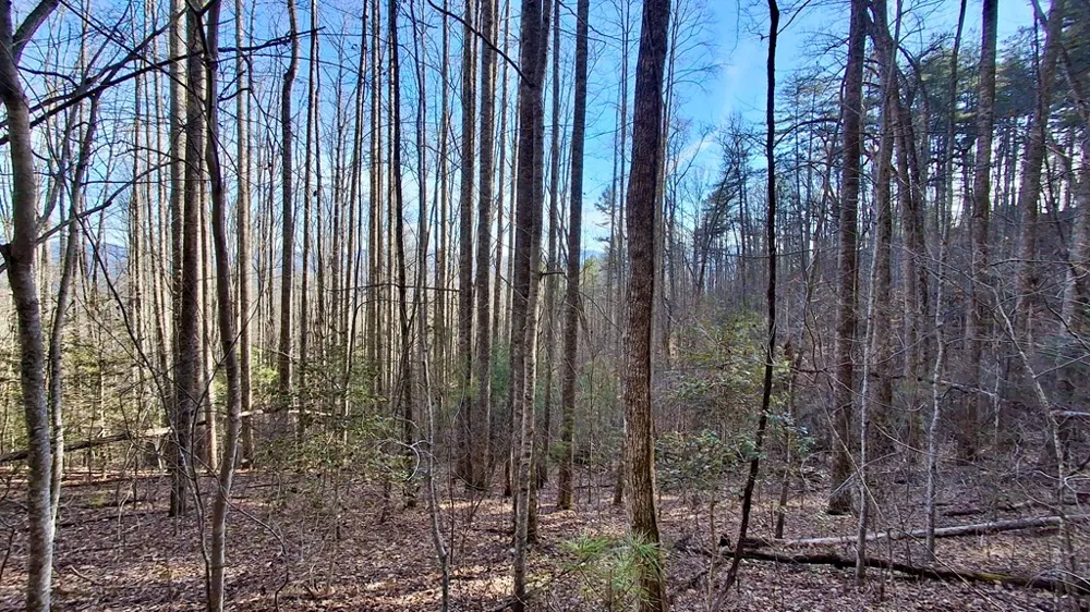 Briarwood road Webster, NC 28788