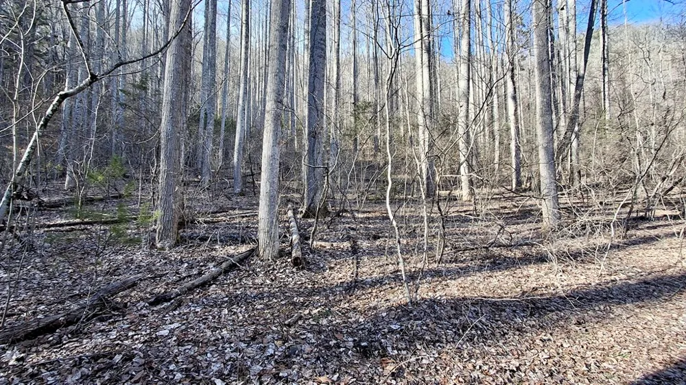 Briarwood road Webster, NC 28788