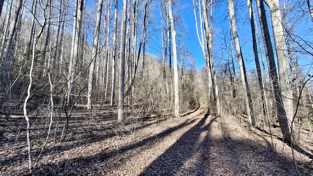 Briarwood road Webster, NC 28788