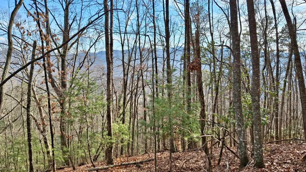 Briarwood road Webster, NC 28788