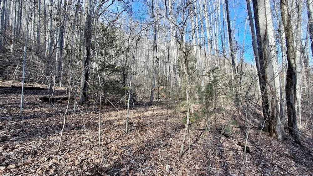 Briarwood road Webster, NC 28788