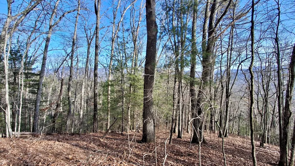 Briarwood road Webster, NC 28788