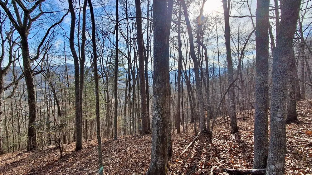 Briarwood road Webster, NC 28788