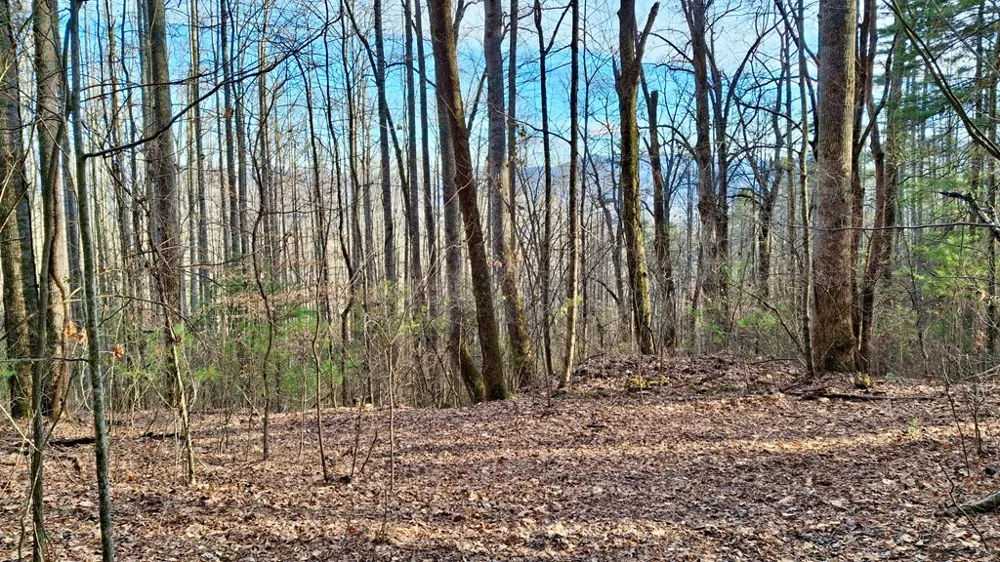 Briarwood road Webster, NC 28788