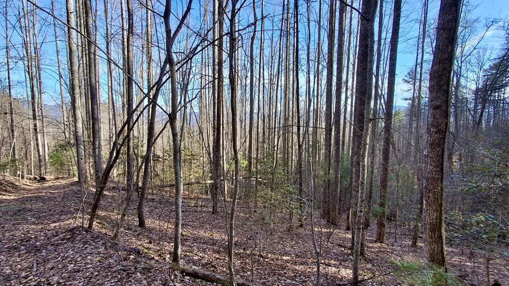 Briarwood road Webster, NC 28788