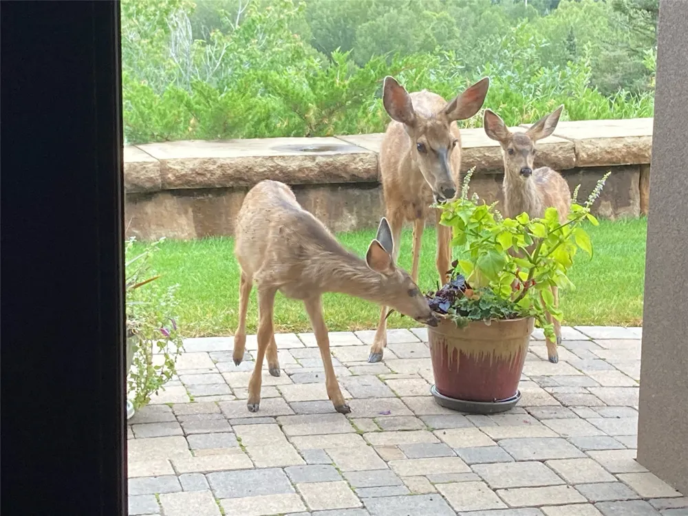 3456 CR 124 Durango, CO 81326