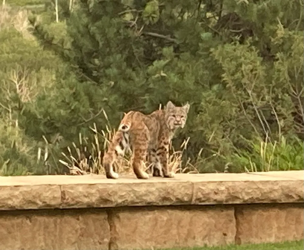 3456 CR 124 Durango, CO 81326