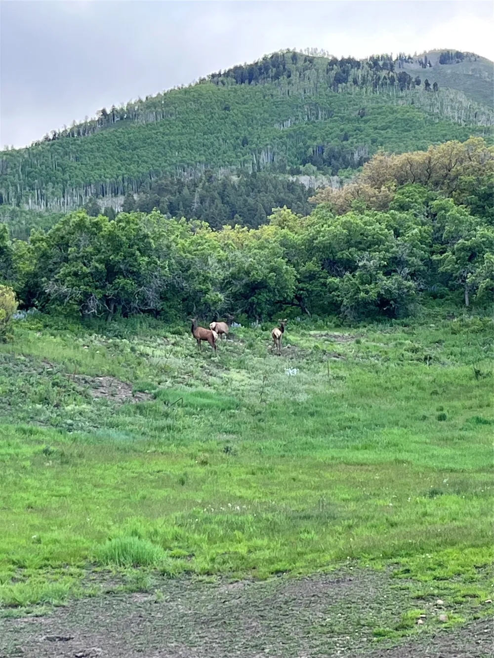 3456 CR 124 Durango, CO 81326