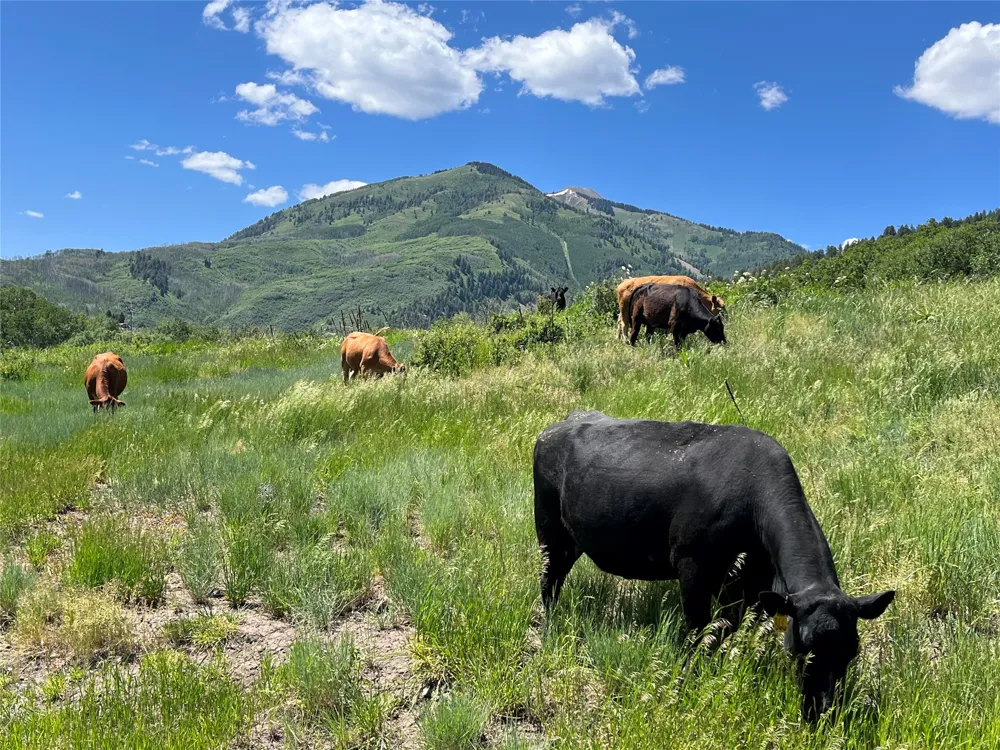 3456 CR 124 Durango, CO 81326