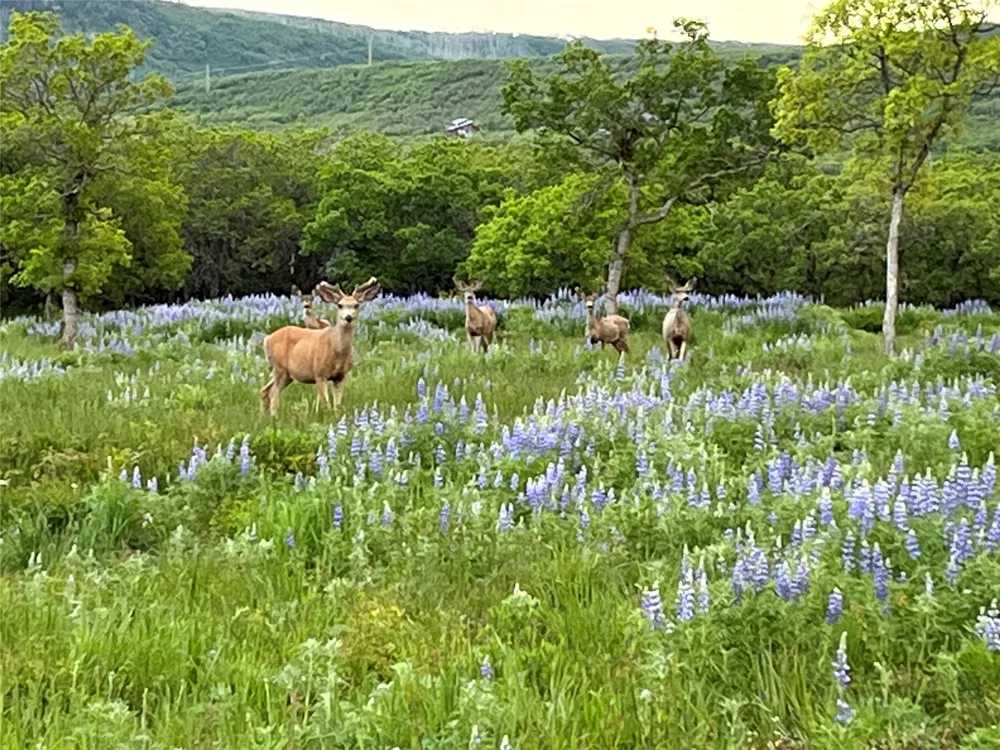 3456 CR 124 Durango, CO 81326