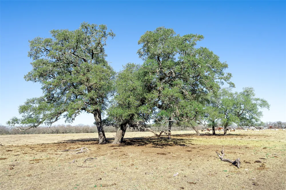 Richards Drive Del Valle, TX 78617