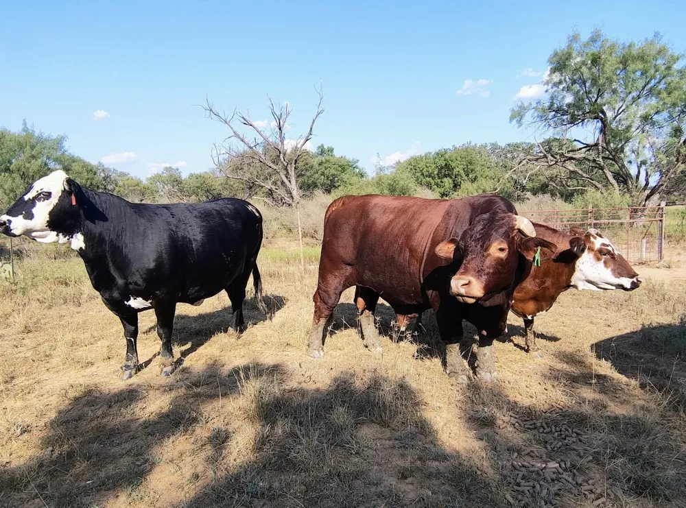 567 County Road 241 Rochelle, TX 76872