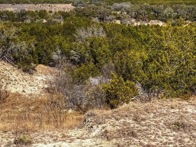 County Road 2699 Goldthwaite, TX 76853
