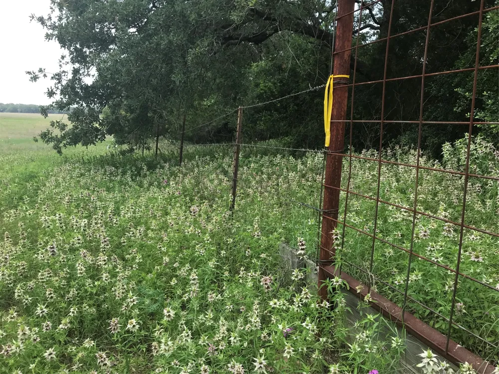 1672 Sayers Road #Tract 1 Bastrop, TX 78602