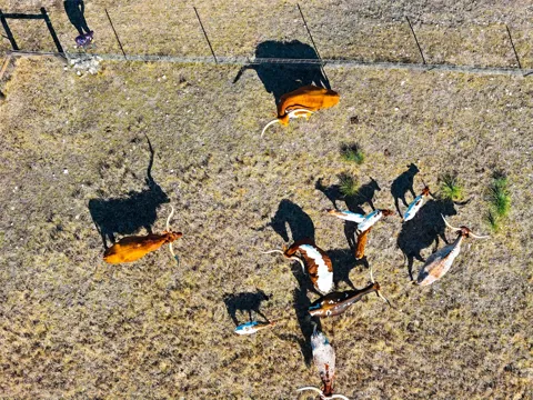 Lipan Apache Run