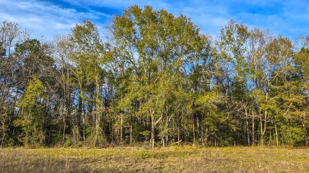 24995 Howser Drive New Caney, TX 77357