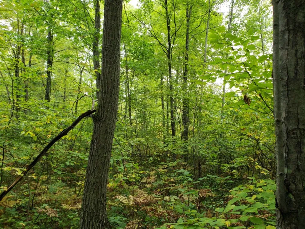 Lakola Road Leroy, MI 49655