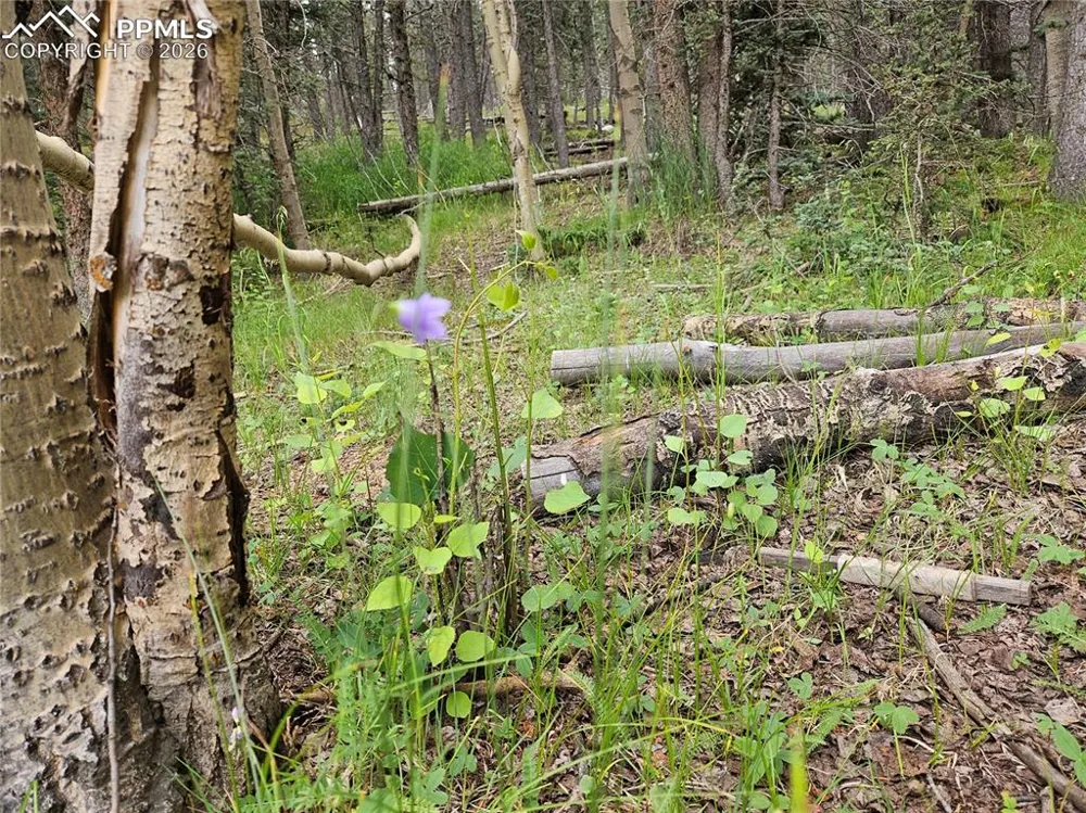 702 Lake Drive Divide, CO 80814