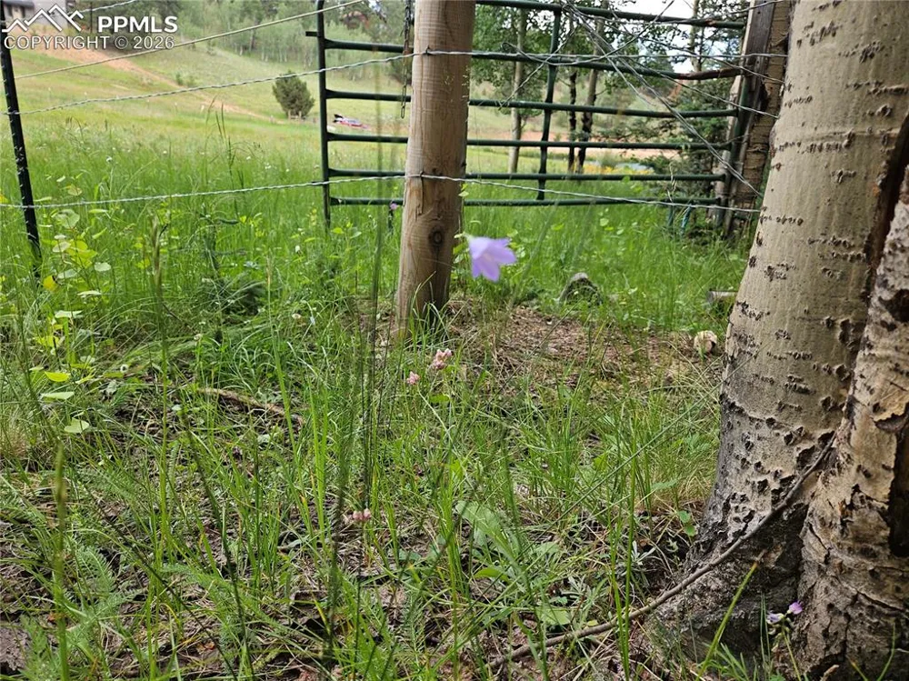702 Lake Drive Divide, CO 80814