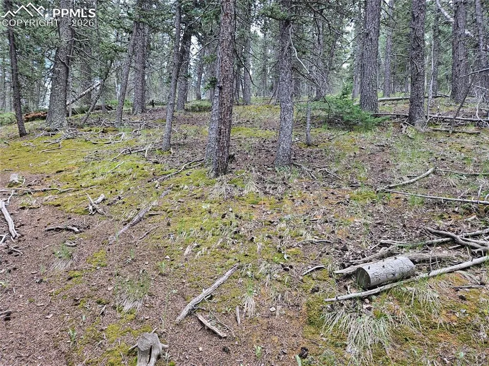 702 Lake Drive Divide, CO 80814