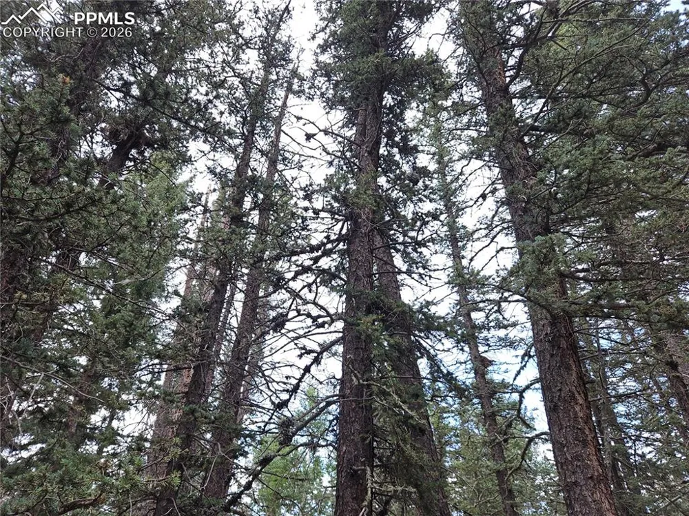 702 Lake Drive Divide, CO 80814
