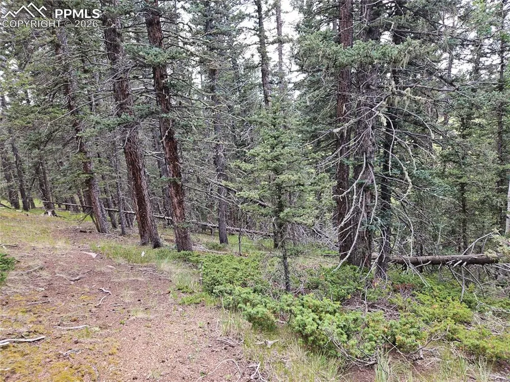 702 Lake Drive Divide, CO 80814