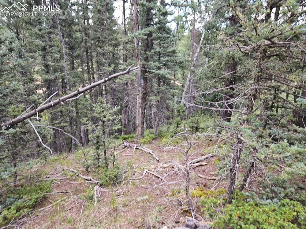 702 Lake Drive Divide, CO 80814