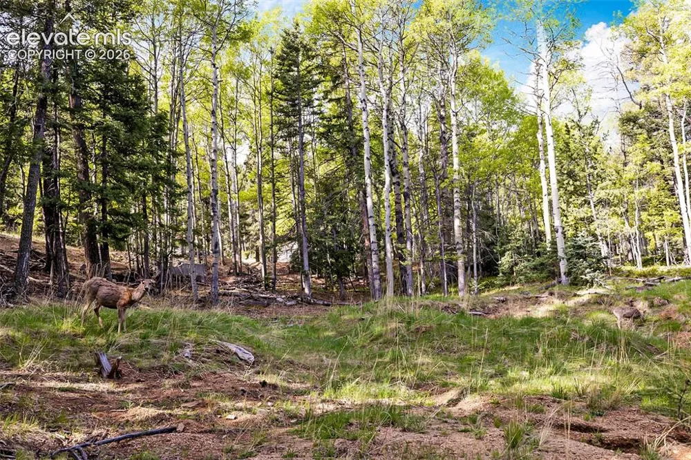 714 Will Stutley Drive Divide, CO 80814