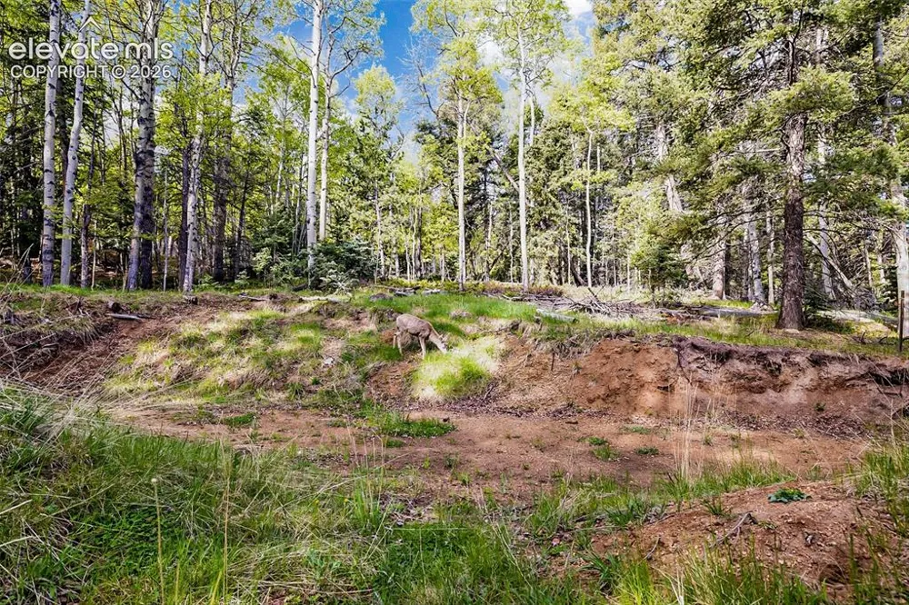 714 Will Stutley Drive Divide, CO 80814