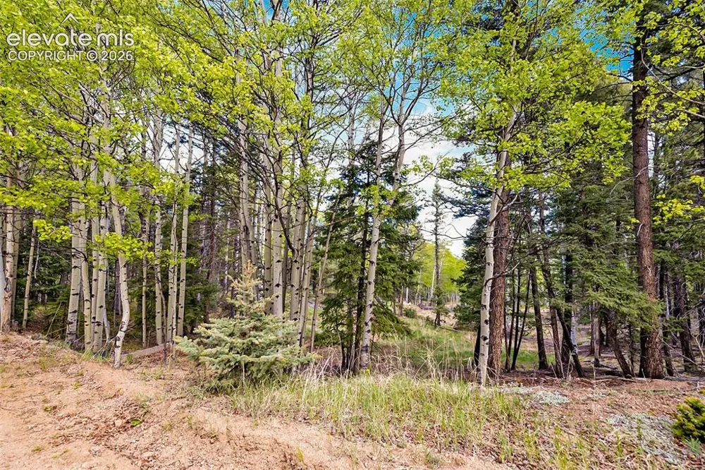 714 Will Stutley Drive Divide, CO 80814