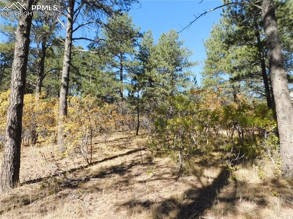 682 Copper Fox Place Larkspur, CO 80118