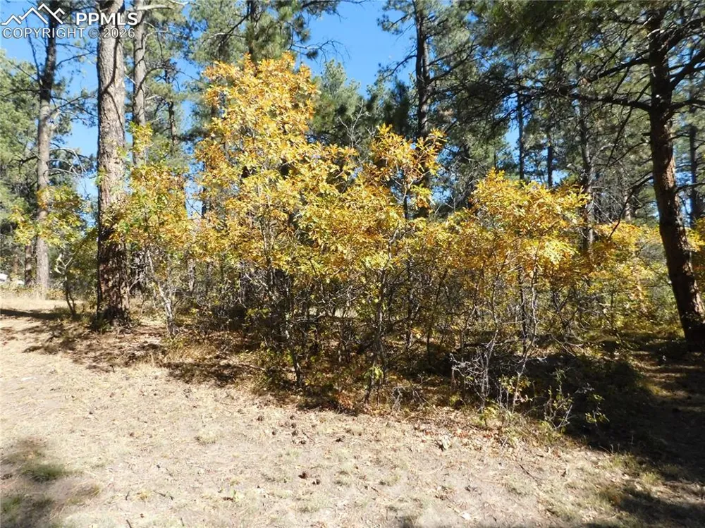 682 Copper Fox Place Larkspur, CO 80118
