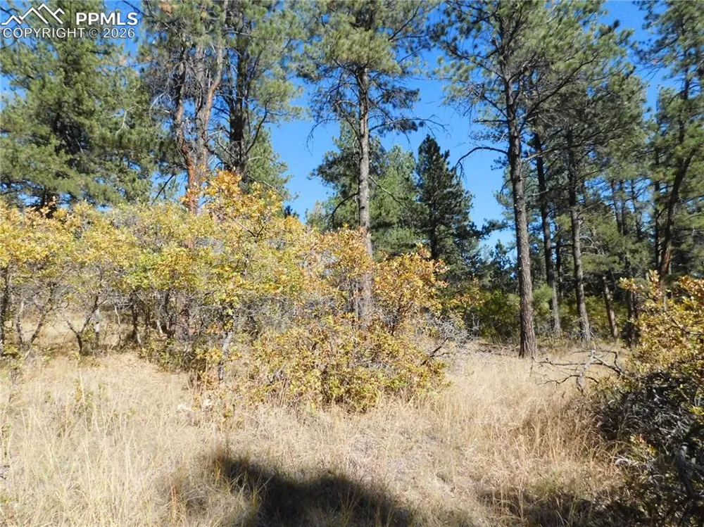 682 Copper Fox Place Larkspur, CO 80118
