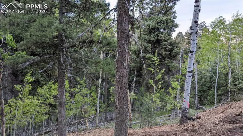 13910 Boulder Lane Larkspur, CO 80118