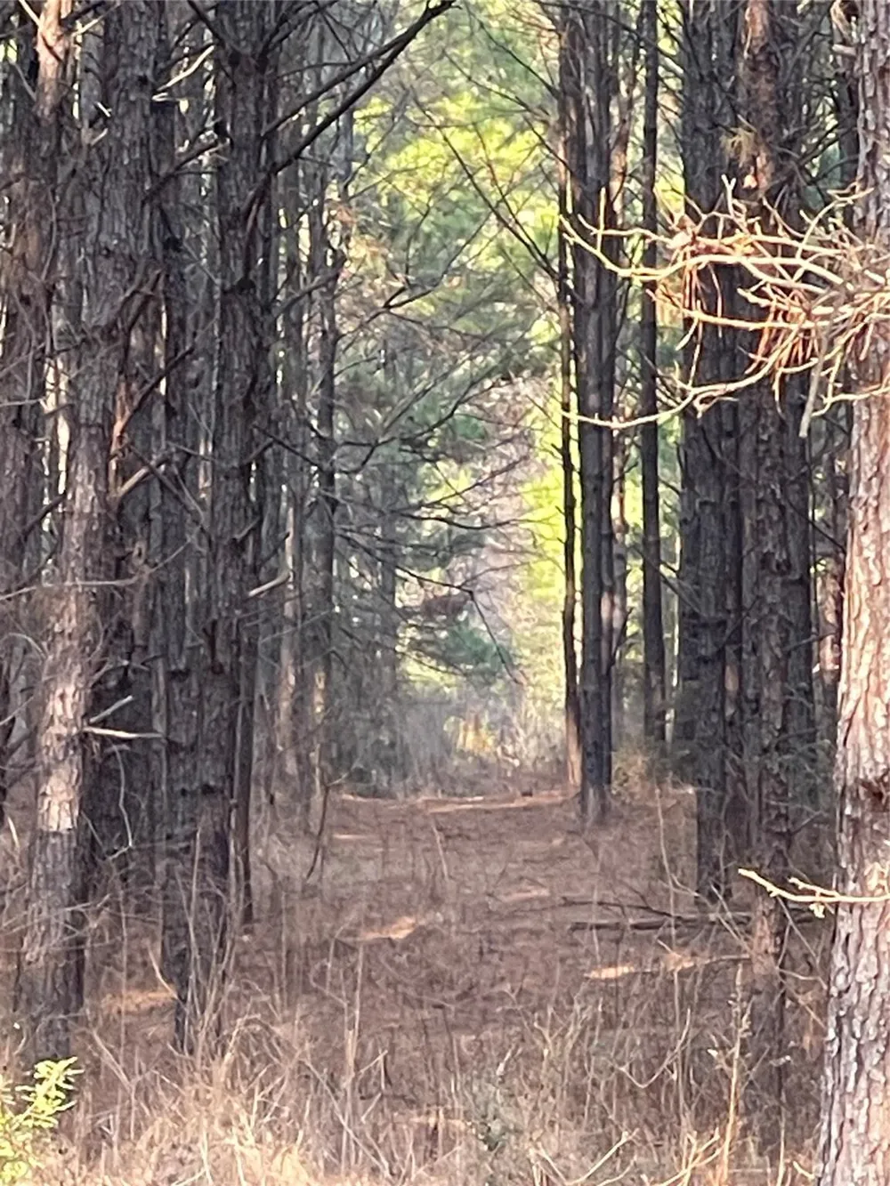 Kickapoo Road Groveton, TX 75845