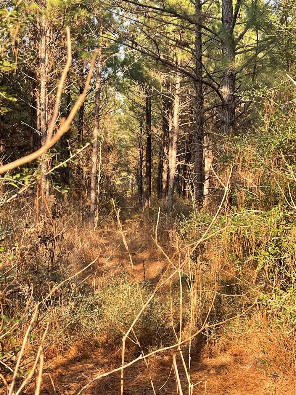 Kickapoo Road Groveton, TX 75845