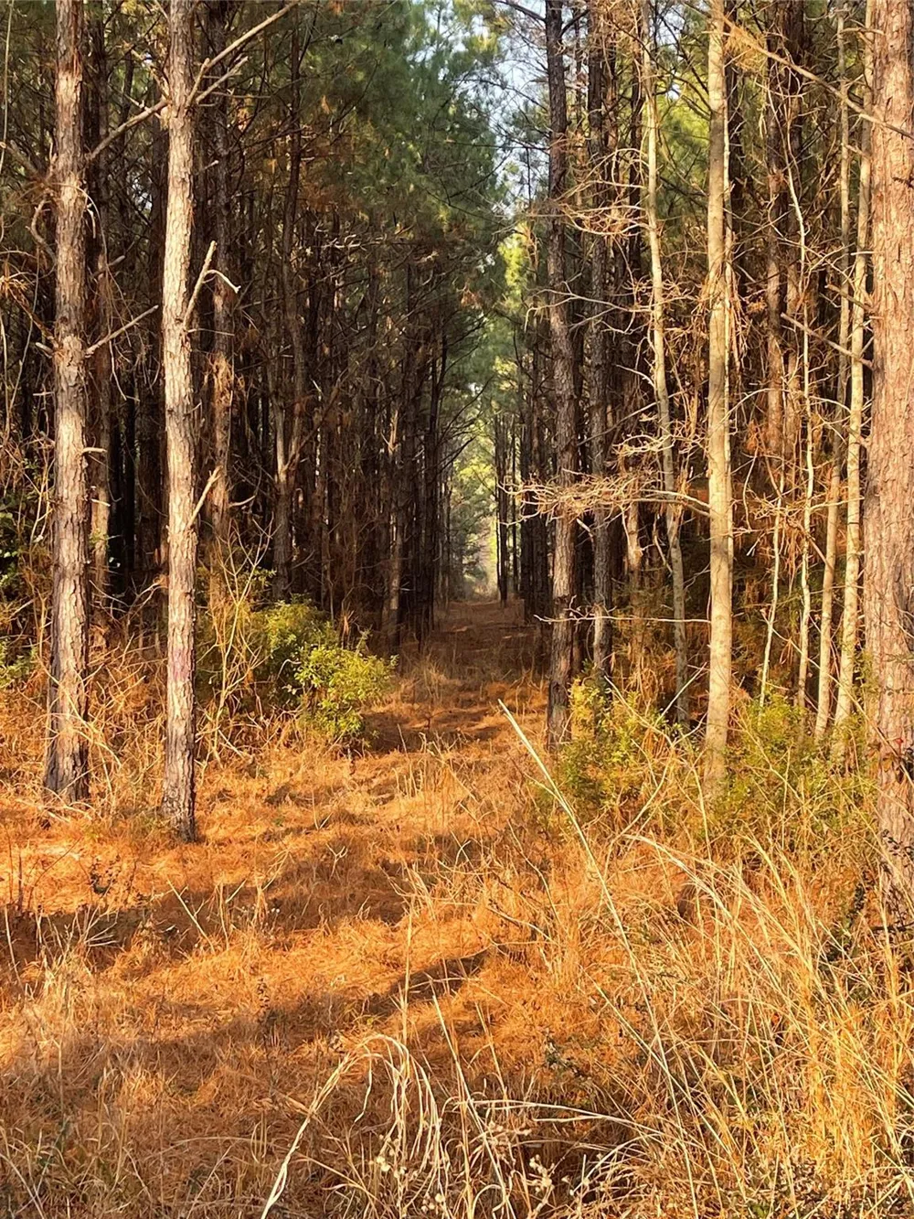 Kickapoo Road Groveton, TX 75845