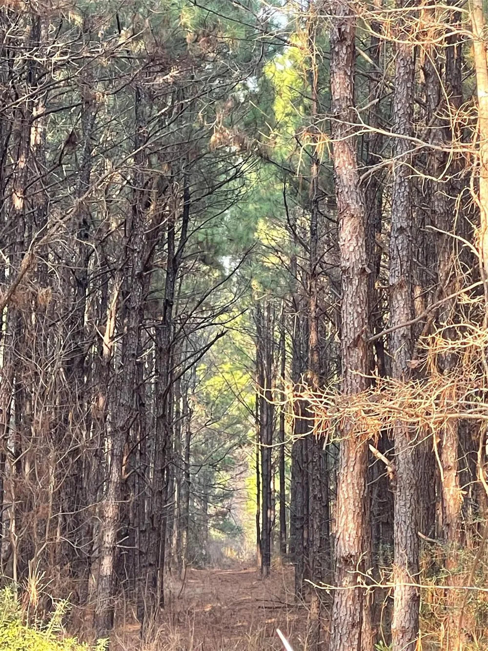 Kickapoo Road Groveton, TX 75845