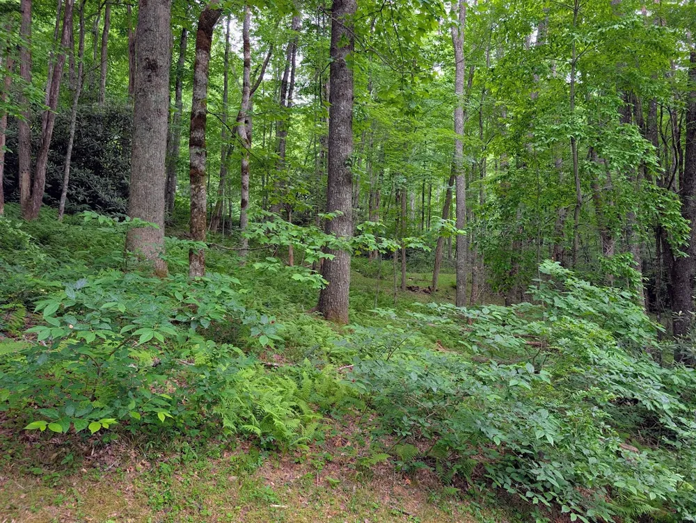 Lot 1 Upper Meadow Road Cullowhee, NC 28723
