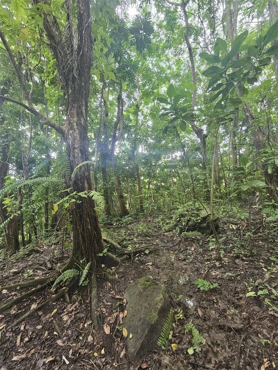 PR 970 MAIZALES WARD Naguabo, PR 00718