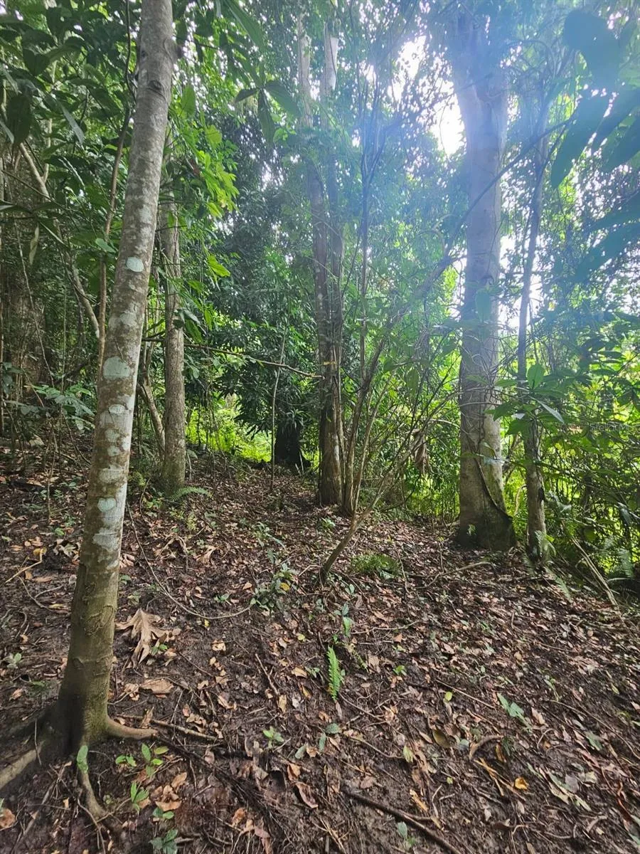 PR 970 MAIZALES WARD Naguabo, PR 00718
