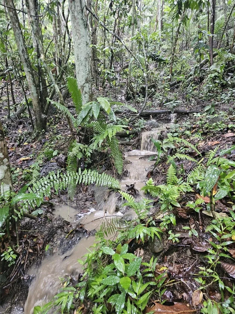 PR 970 MAIZALES WARD Naguabo, PR 00718