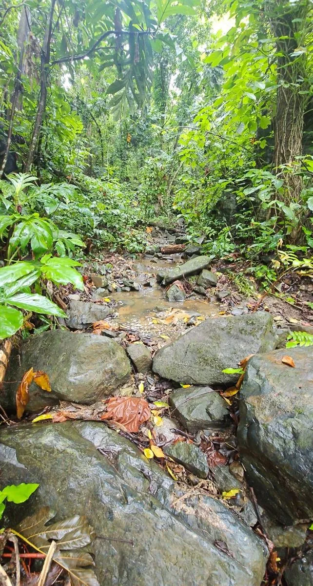 PR 970 MAIZALES WARD Naguabo, PR 00718