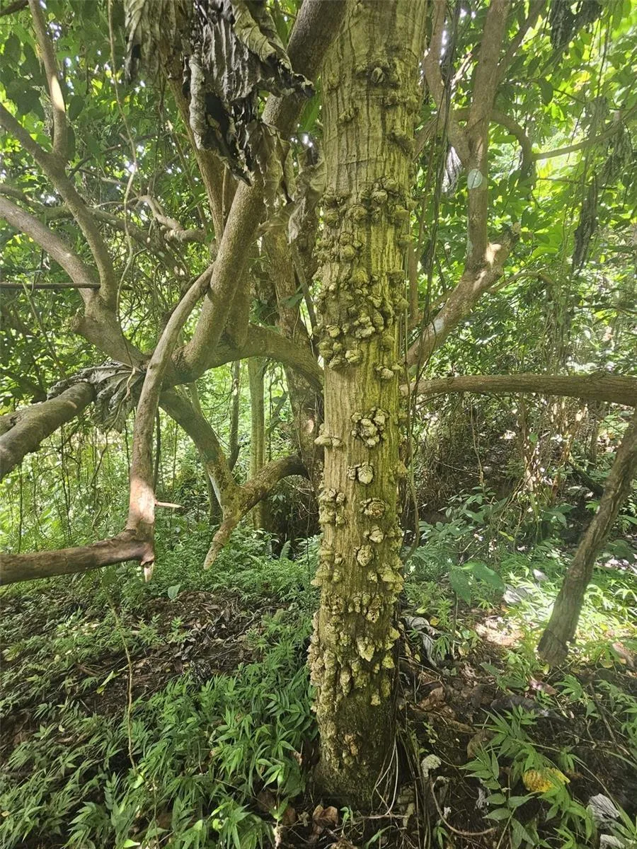 PR 970 MAIZALES WARD Naguabo, PR 00718